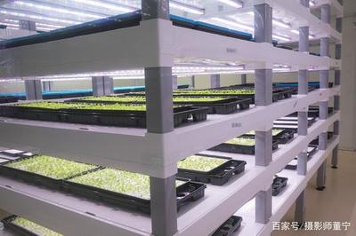 探访全球最大植物工厂 计算机系统集成的绿色奇迹